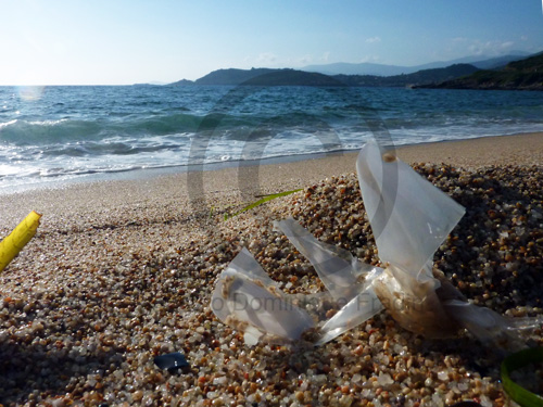 Tiuccia, Corse. 2010.