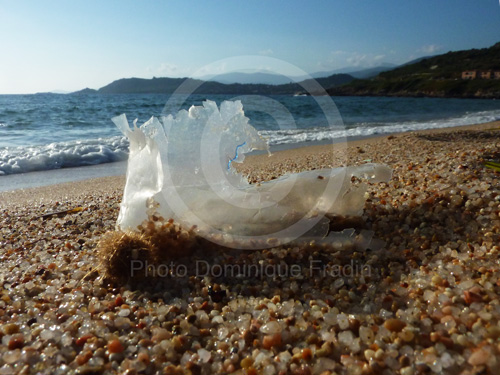 Tiuccia, Corse. 2010.