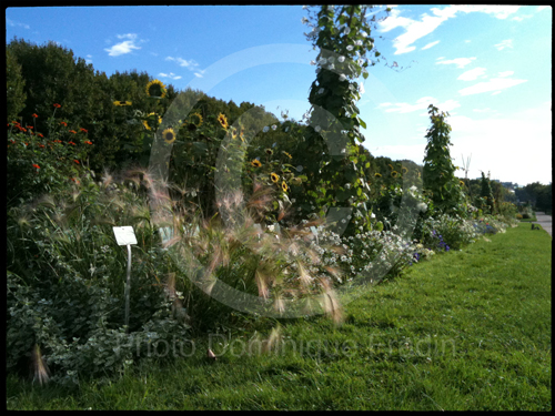 Jardin des Plantes, 2011.