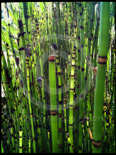 Jardin des Plantes, 2011.