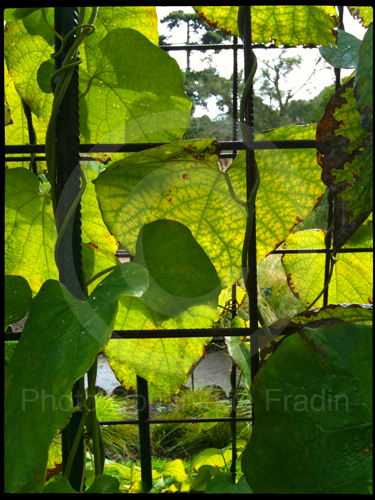 Jardin des Plantes, 2011.