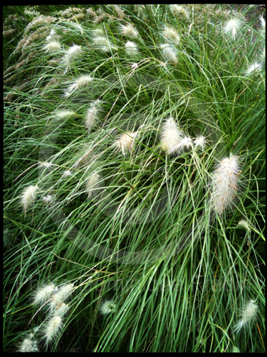 Jardin des Plantes, 2011.