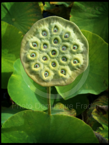 Jardin des Plantes, 2011.