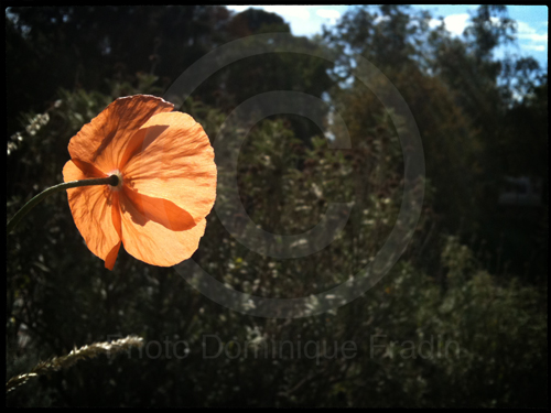 Jardin des Plantes, 2011.