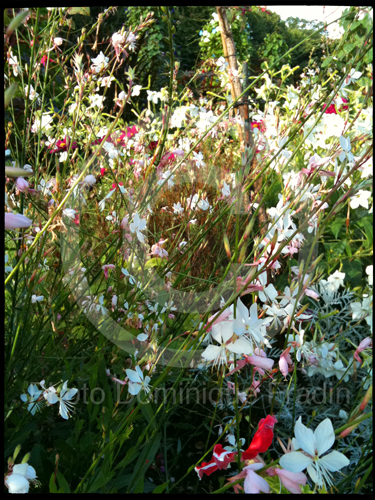 Jardin des Plantes, 2011.