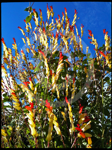 Jardin des Plantes, 2011.