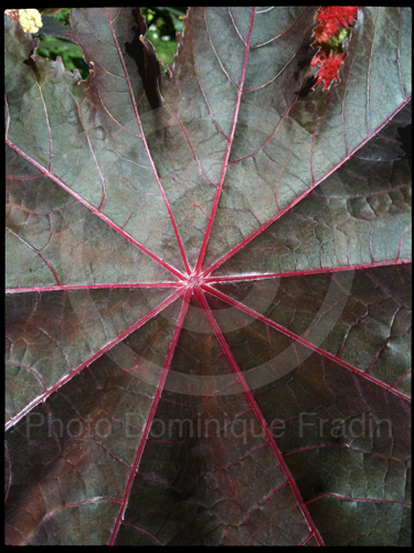 Jardin des Plantes, 2011.