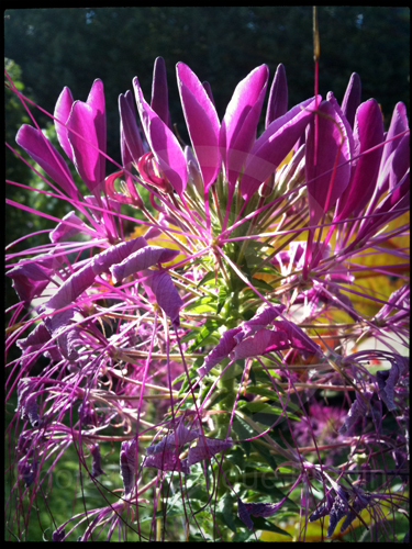 Jardin des Plantes, 2011.