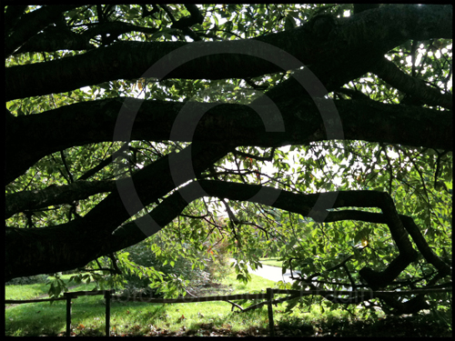 Jardin des Plantes, 2011.