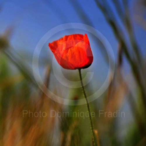 Coquelicot, 2009.