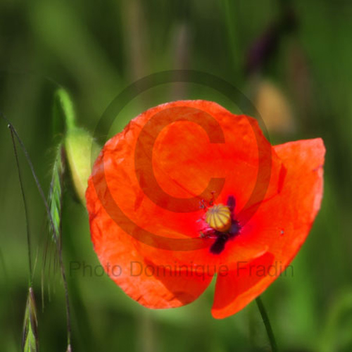 Coquelicot, 2009.