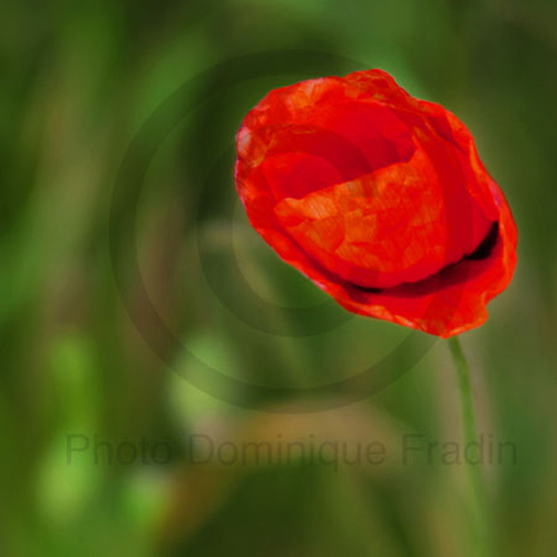 Coquelicot, 2010.